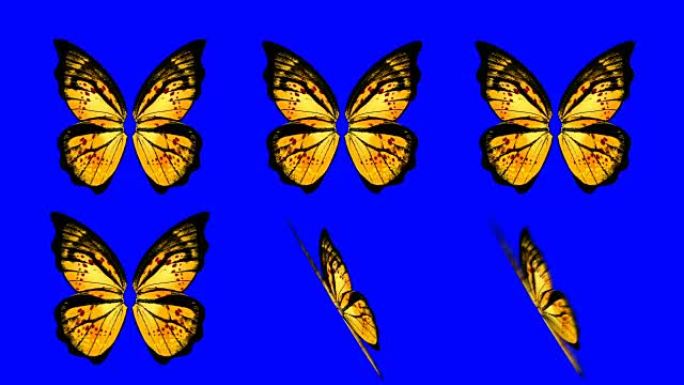 一组黄色的蝴蝶翅膀在蓝屏背景上以不同的速度和角度挥舞
