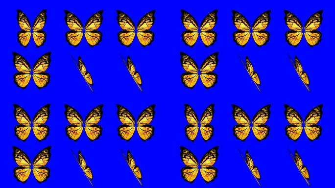 一组黄色的蝴蝶翅膀在蓝屏背景上以不同的速度和角度挥舞