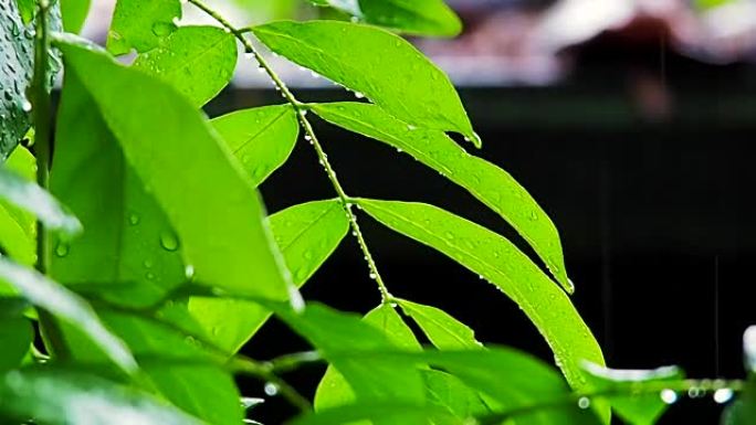 雨中新鲜的热带树叶