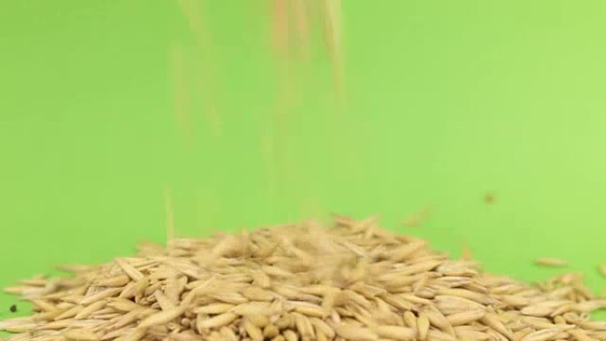 落在绿色屏幕上的燕麦堆上的燕麦