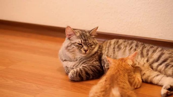 短尾猫和小猫。