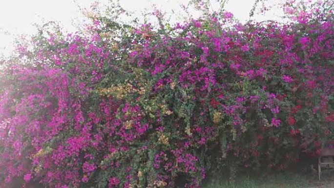 栅栏上的紫色花朵