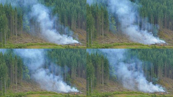 山坡上针叶林上方的大火冒出的烟雾