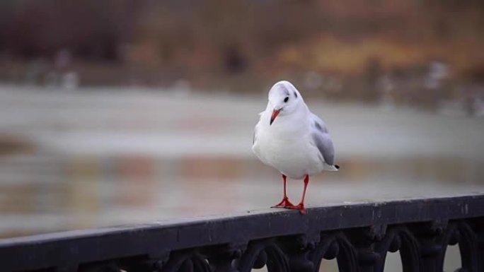 在阴天和大城市景观背景下，海鸥在河上的铁栏杆上。鸟吃面包。