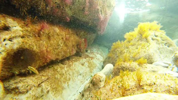 在地中海上的藻类中，小鱼在水下的镜头前游泳