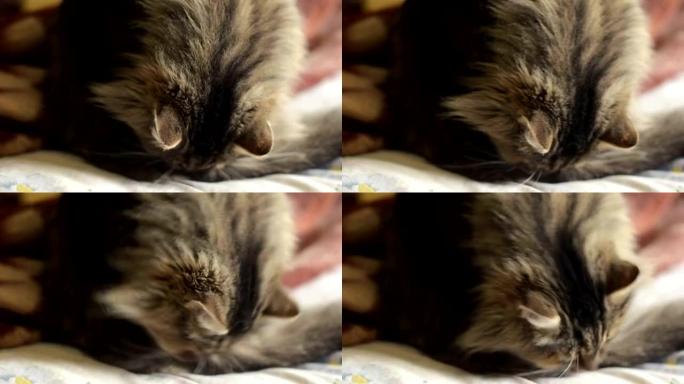 蓬松的西伯利亚猫躺在床上舔她的皮毛