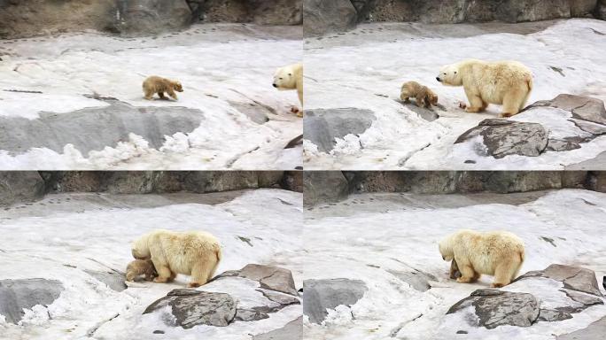 北极熊幼崽奔向母熊