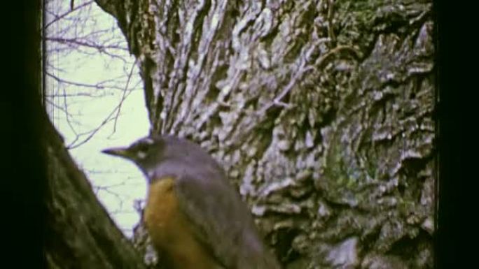 1957: 红色胸知更鸟特写在秋天的树。