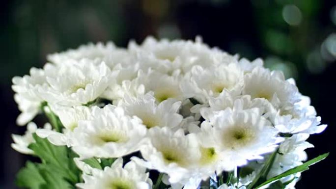 特写，花束在光线的照射下，旋转，花卉成分由白色菊花组成，洋甘菊百加地。背景中有很多绿色植物