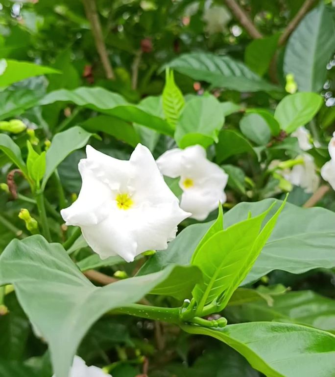 好一朵栀子花开