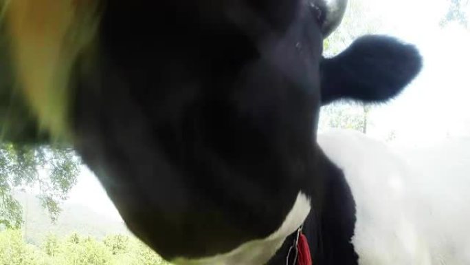 黑白母牛嗅到相机镜头后通过