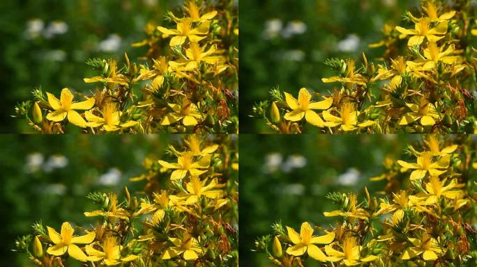 白屈菜、苏格兰麦花在风中