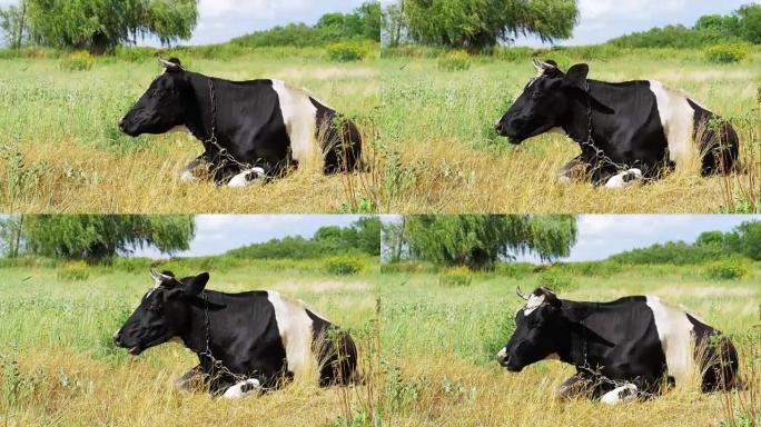 牛躺在草地上嚼草
