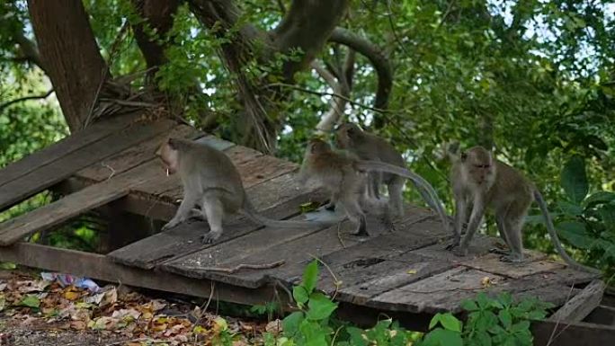 野生猴子在雨林中跳跃穿过树木。泰国潘安