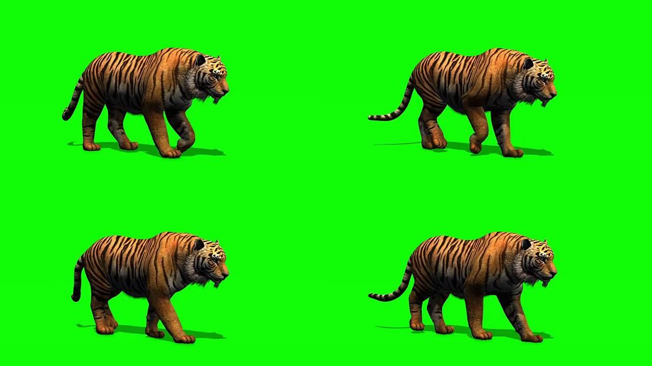 老虎走路-绿色屏幕