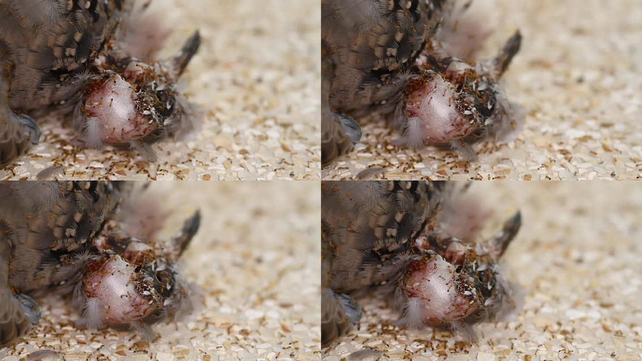 蚂蚁吃死鸽子的头