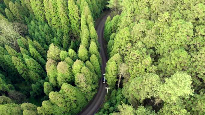 森林阳光航拍 跟车画面 原始丛林