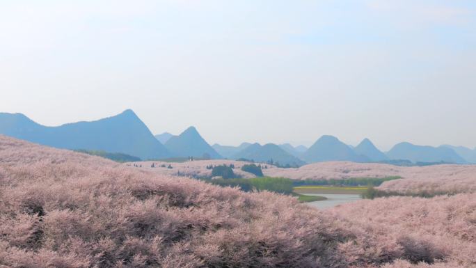 贵州平坝樱花园 春天樱花 樱花树移动空镜