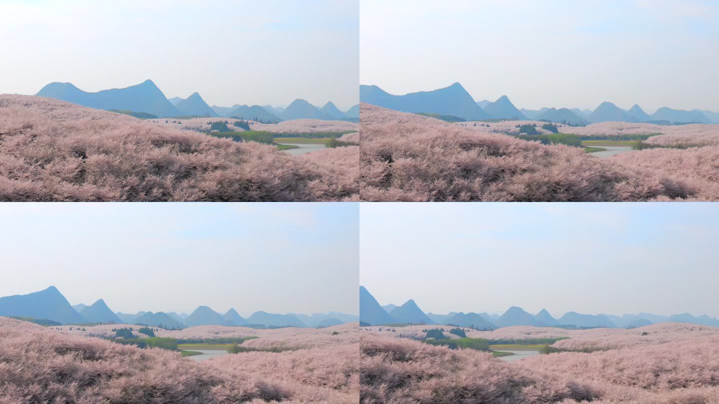 贵州平坝樱花园 春天樱花 樱花树移动空镜