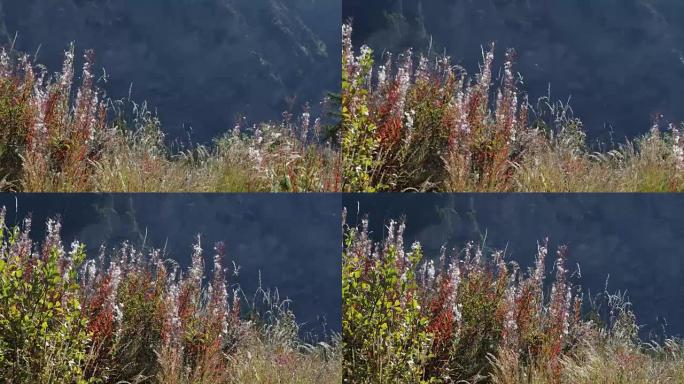 山地野草和蚊虫