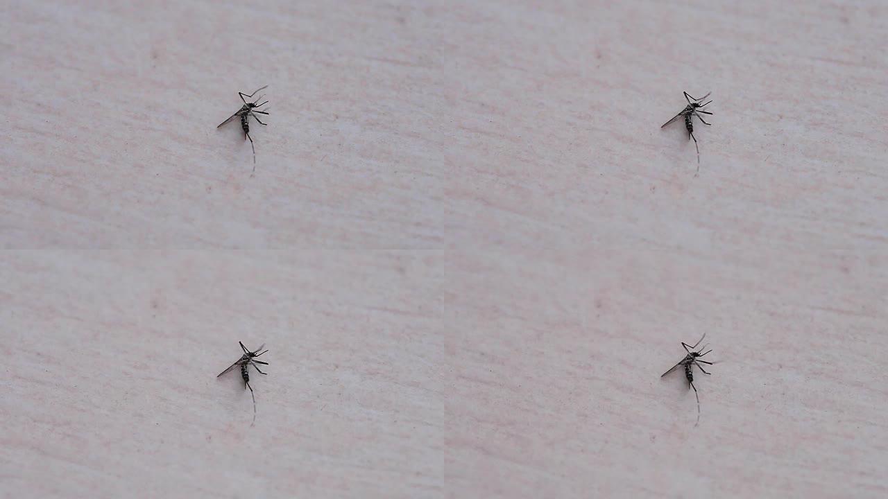 蚊子。