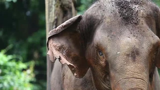 野生生物大象独自站在热带深林