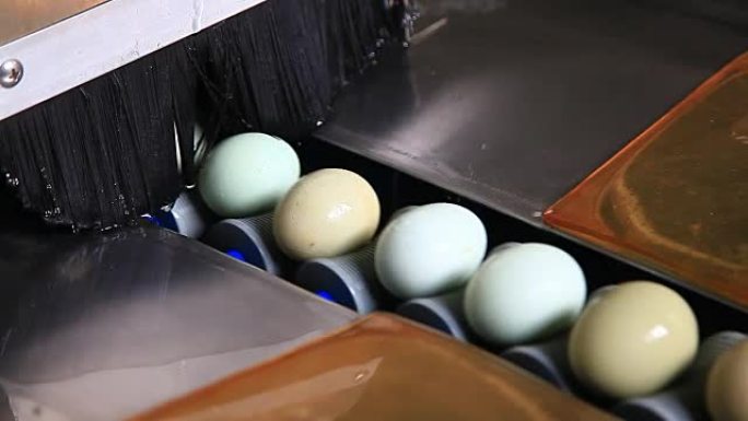 工厂里的鸡蛋选择