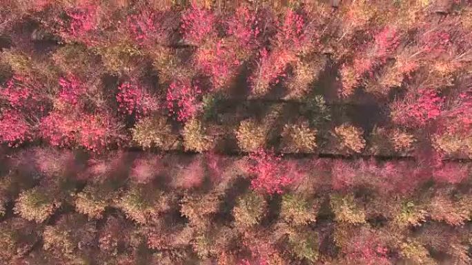 秋天色彩、枫树、森林的风景天线。
