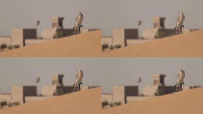 迪拜沙漠中的猎鹰