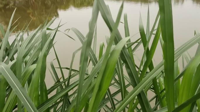 风吹野草水边野草绿色植物风吹野草摇摆草动