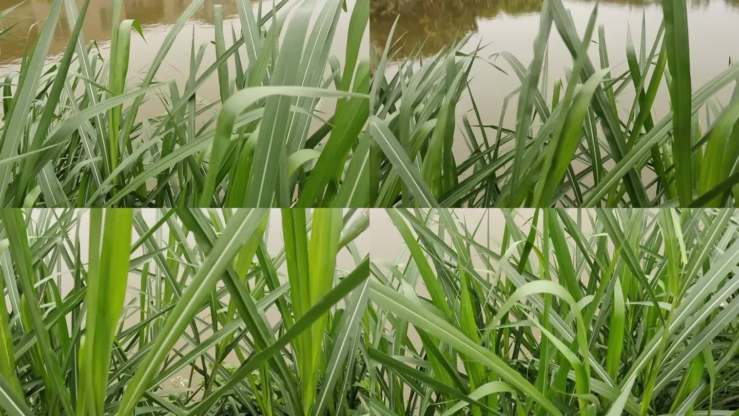 风吹野草水边野草绿色植物风吹野草摇摆草动