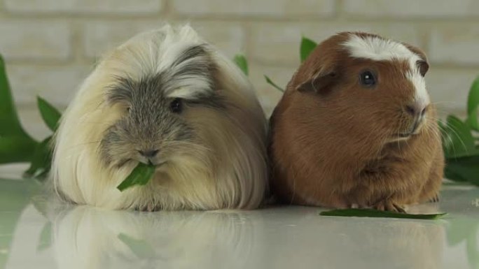 豚鼠繁殖金色的美国凤头和Coronet cavy吃黄瓜慢动作素材视频