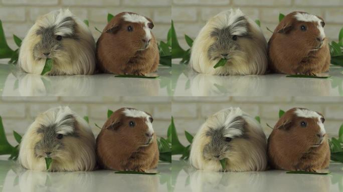豚鼠繁殖金色的美国凤头和Coronet cavy吃黄瓜慢动作素材视频