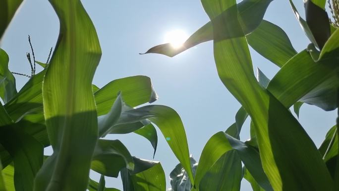 仰拍玉米叶玉米须逆光玉米须特写植物自然