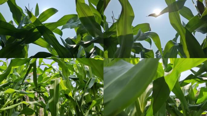 仰拍玉米叶玉米须逆光玉米须特写植物自然
