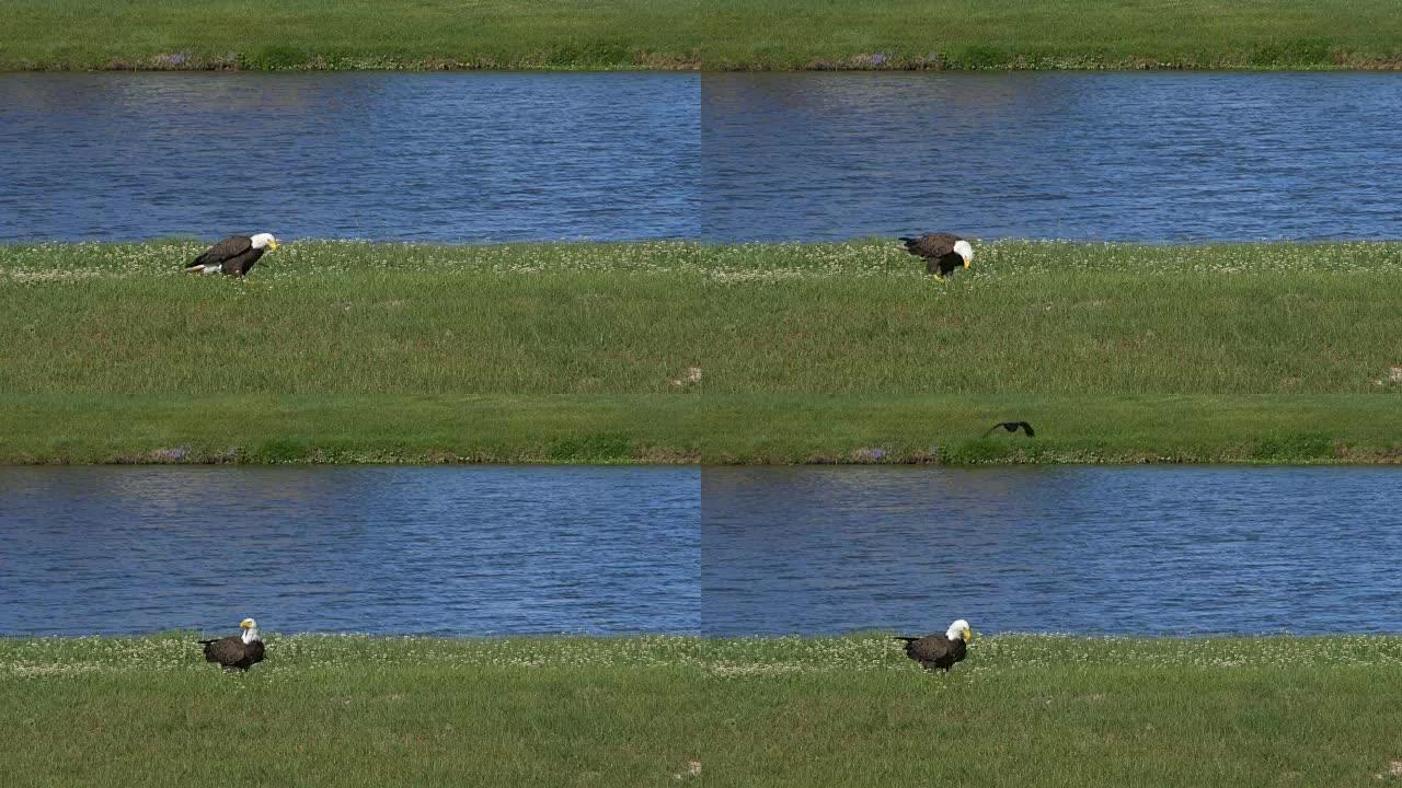在地上吃新鲜鱼的秃鹰被黑鸟攻击