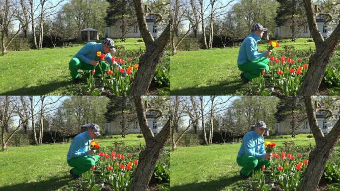 园丁在春天的花园里摘郁金香花。