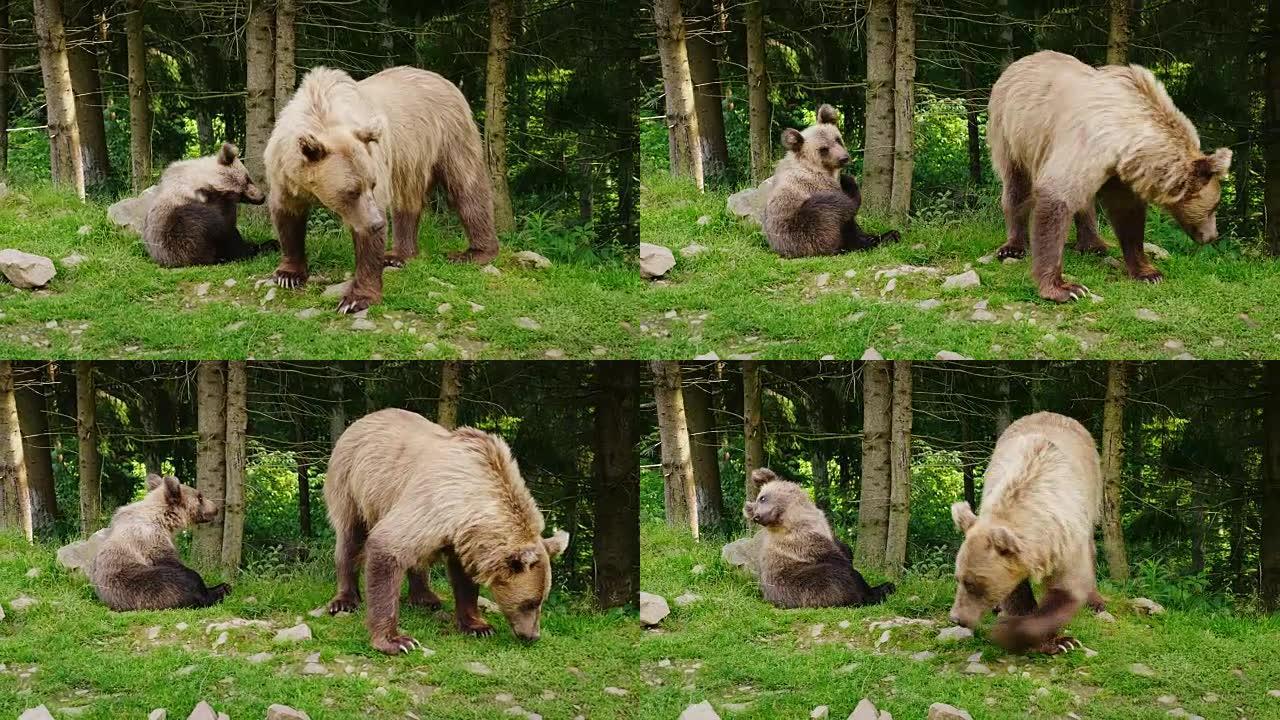 雌性棕熊，幼崽。在森林前的草坪上休息。野生生物。野生生物