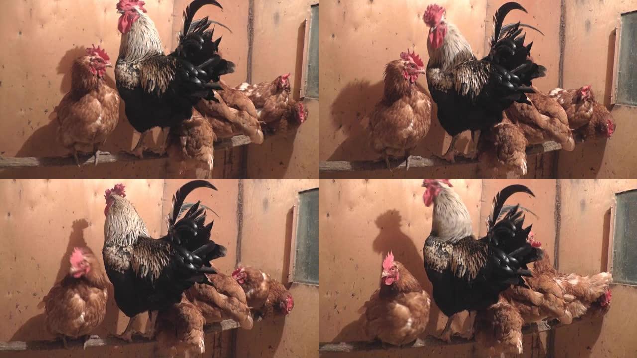 公鸡和母鸡进入鸡舍