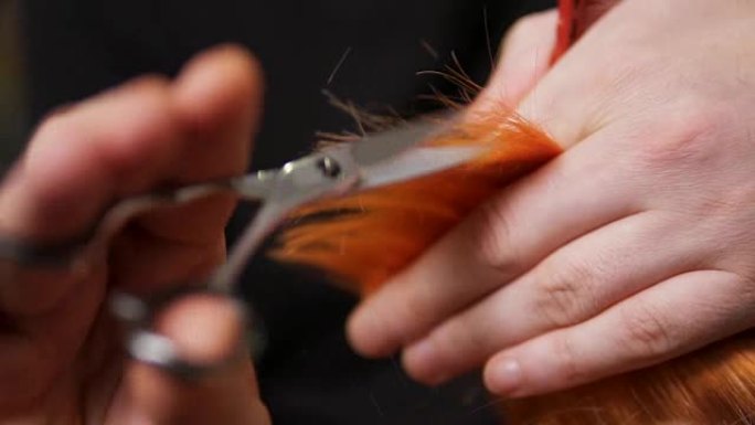 男性手握着一根发束，用剪刀和梳子将其剪掉。美容院的专业理发师剪头发的特写镜头。慢动作镜头