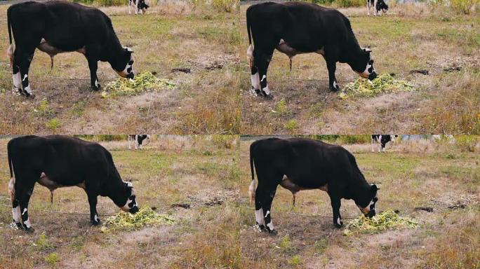 年轻的黑白公牛吃地上的饲料。公牛在草地上放牧