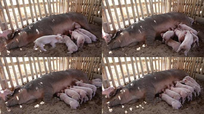 一群饥饿的小猪争夺母乳喂养