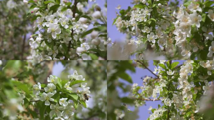 春天梨花白色花开蜜蜂采蜜