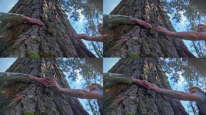 一个女人和一个恋爱中的男人在大树之间行走时试图拥抱一棵树，因为他们想看看森林的样子。