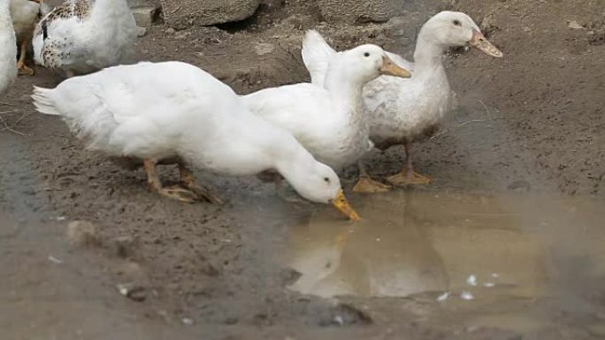 白鸭饮水