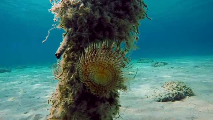 希腊爱琴海海底的旧废弃渔网