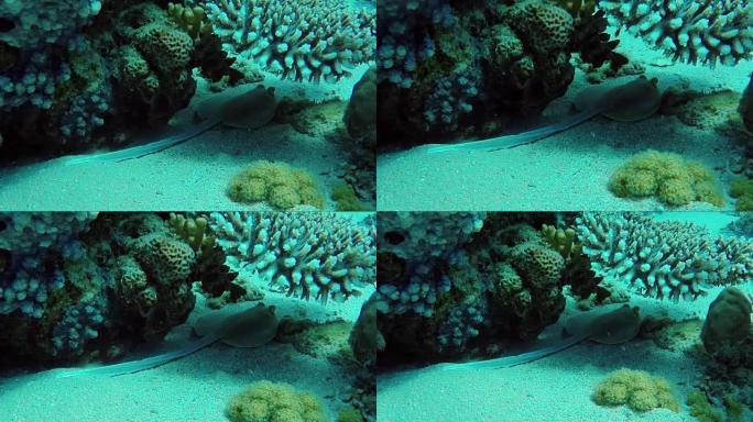 黄貂鱼藏在下垂的珊瑚下面。沙姆沙伊赫地区的红海