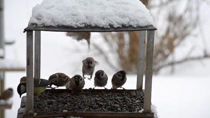 鸟在冬天会雀鸟啄食种子。
