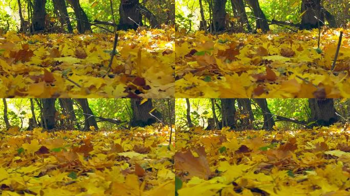 秋天五颜六色的落叶。特写。