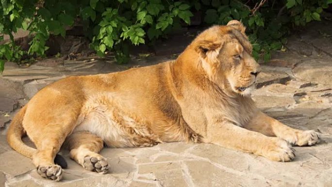 在国家公园的岩石上，毛茸茸的疲倦的雄狮在吃完饭后躺在那里